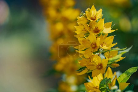 A bunch of yellow flowers with a green background. The flowers are in full bloom and are very bright