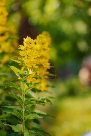 Eine gelbe Blume mit grünen Blättern steht auf einem Feld. Die Blume ist von anderen gelben Blüten umgeben und schafft eine helle und fröhliche Szene