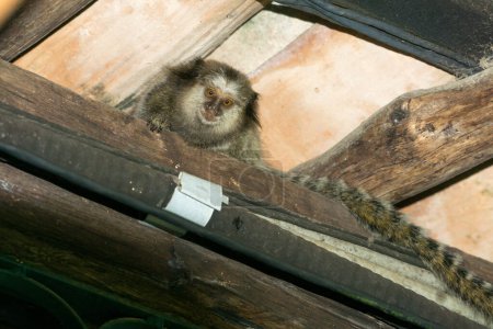 Foto de Pequeño mono Marmoset escondido en las vigas o el techo de una casa - Imagen libre de derechos
