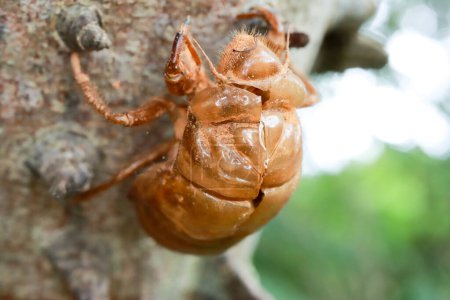 Das Exoskelett eines toten Käfers am Anigic Tree, auch als Seidenseide bekannt, die überall in den Savannen oder Cerrados Brasiliens zu finden ist
