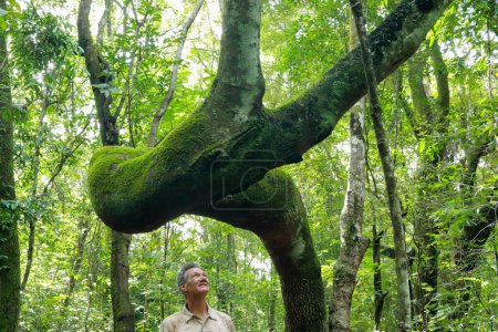 Biólogo inspeccionando el tronco torcido del árbol Anigic también conocido como la seda del hilo dental que se encuentra a través de las sabanas o Cerrados de Brasil