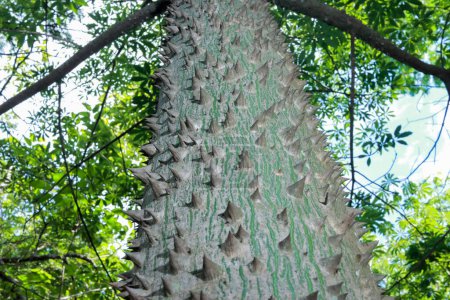 The usual bark of the Anigic Tree also known as the Floss silk that are found throughout the Savannas or Cerrados of Brazil