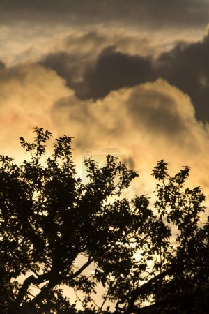 Foto de Copa de árbol frente a las nubes, dramáticamente iluminado por el sol de la noche - Imagen libre de derechos