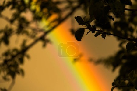 Foto de Hojas de manzana y ramas delante del cielo amarillento con un arco iris - Imagen libre de derechos