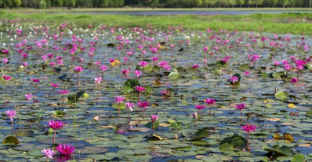 Foto de Campos de agua lirios florecen temporada en una gran laguna inundada en Tay Ninh, Vietnam. Las flores crecen naturalmente cuando el agua de inundación es alta, representan la pureza, simplicidad - Imagen libre de derechos