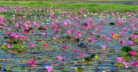 Téléchargez les photos : Champs saison de floraison des nénuphars dans un grand lagon inondé à Tay Ninh, Vietnam. Les fleurs poussent naturellement lorsque l'eau du déluge est élevée, représentent la pureté, la simplicité - en image libre de droit