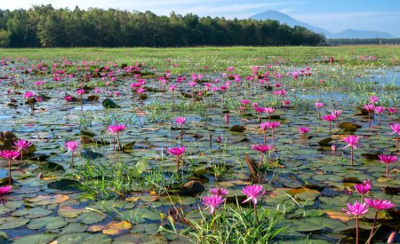 Téléchargez les photos : Champs saison de floraison des nénuphars dans un grand lagon inondé à Tay Ninh, Vietnam. Les fleurs poussent naturellement lorsque l'eau du déluge est élevée, représentent la pureté, la simplicité - en image libre de droit