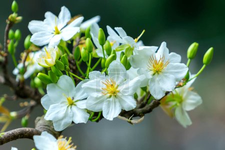 Téléchargez les photos : Fleurs d'abricot blanc fleurs fleurs branches pétales parfumés signalant le printemps est venu, c'est la fleur symbolique pour la bonne chance en 2022 - en image libre de droit
