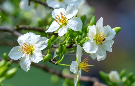 Téléchargez les photos : Fleurs d'abricot blanc fleurs fleurs branches pétales parfumés signalant le printemps est venu, c'est la fleur symbolique pour la bonne chance en 2022 - en image libre de droit