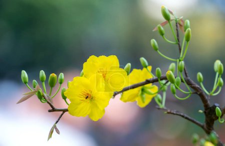Flores de albaricoque amarillo ramas florecientes pétalos fragantes señalización primavera ha llegado, esta es la flor simbólica para la buena suerte en 2022