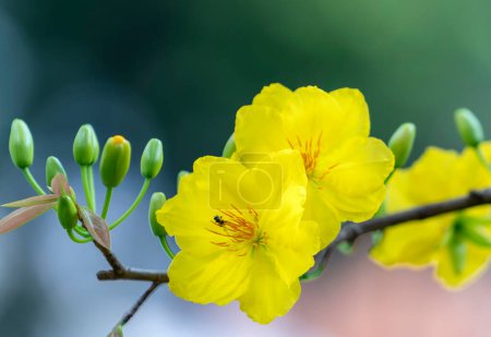 Téléchargez les photos : Fleurs d'abricot jaune fleurs fleurs branches pétales parfumés signalant le printemps est venu, c'est la fleur symbolique pour la bonne chance en 2022 - en image libre de droit