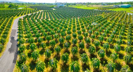 Photo for Aerial view of dragon fruit garden in organic farm. Dragon fruit. This is a cool fruit with many minerals that are beneficial for human health is grown a lot in Phan Thiet, Vietnam - Royalty Free Image