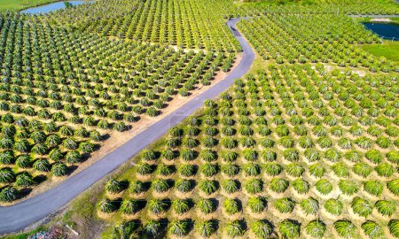 Foto de Vista aérea del jardín de frutas de dragón en la granja orgánica. Fruta del dragón. Esta es una fruta fresca con muchos minerales que son beneficiosos para la salud humana se cultiva mucho en Phan Thiet, Vietnam - Imagen libre de derechos