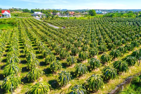 Foto de Vista aérea del jardín de frutas de dragón en la granja orgánica. Fruta del dragón. Esta es una fruta fresca con muchos minerales que son beneficiosos para la salud humana se cultiva mucho en Phan Thiet, Vietnam - Imagen libre de derechos