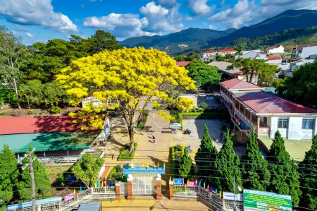 Photo for Da Lat, Vietnam - January 23rd, 2023: Yellow poinciana tree blooms brilliantly in front of school yard in Di Linh plateau in spring weather. Old tree honors beauty of school in Da Lat, Vietnam - Royalty Free Image