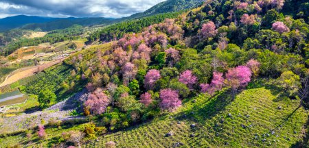 Wald voller wilder Sakura blüht im Frühling 2023, der Farbwechsel verleiht der Landschaft ein lebendiges und wunderschönes Aussehen im Hochland am Stadtrand von Da Lat, Vietnam