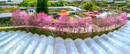 Photo for Da Lat, Vietnam - January 23rd, 2023: Rows of wild sakura trees planted in residential areas blooming in spring morning attract tourists to visit in Da Lat, Vietnam. - Royalty Free Image