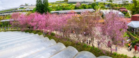 Photo for Da Lat, Vietnam - January 23rd, 2023: Rows of wild sakura trees planted in residential areas blooming in spring morning attract tourists to visit in Da Lat, Vietnam. - Royalty Free Image