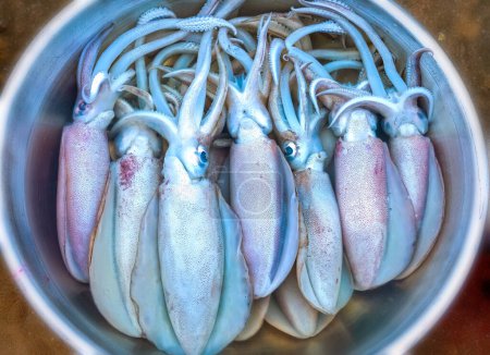 Téléchargez les photos : Des seiches fraîches sont capturées dans le marché aux poissons. Cette espèce de poisson vit dans les eaux du centre et du sud-est du Vietnam - en image libre de droit