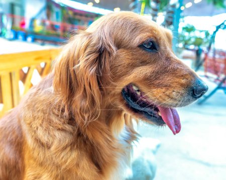 Foto de El Golden Retriever en mascota domesticada es un perro de tamaño mediano. Pertenecientes a la familia activa y juguetona de perros, son muy leales e inteligentes, también conocidos como perros de caza o recuperadores.. - Imagen libre de derechos