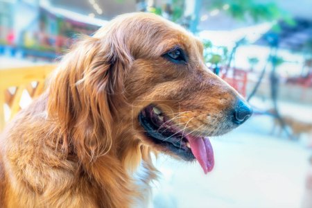 Foto de El Golden Retriever en mascota domesticada es un perro de tamaño mediano. Pertenecientes a la familia activa y juguetona de perros, son muy leales e inteligentes, también conocidos como perros de caza o recuperadores.. - Imagen libre de derechos