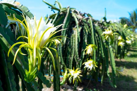 Photo for Dragon fruit flower in organic farm. This flower blooms in 4 days if pollination will pass and the left, this is the kind of sun-loving plant grown in the appropriate heat - Royalty Free Image
