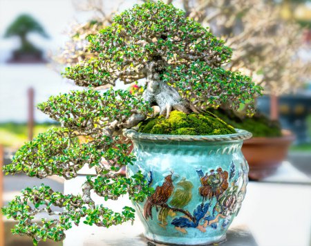 Foto de Verde viejo árbol de bonsái aislado en una planta de maceta en la forma del tallo tiene forma de hermoso arte en el jardín ecológico - Imagen libre de derechos