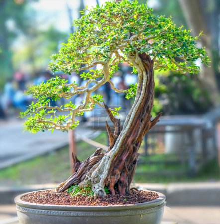 Green old bonsai tree isolated in a pot plant in the shape of the stem is shaped beautiful art in ecological garden