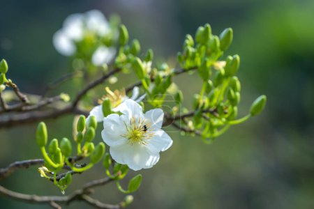 Téléchargez les photos : Fleurs d'abricot blanc fleurs fleurs branches pétales parfumés signalant le printemps est venu, c'est la fleur symbolique pour la bonne chance en 2023 - en image libre de droit