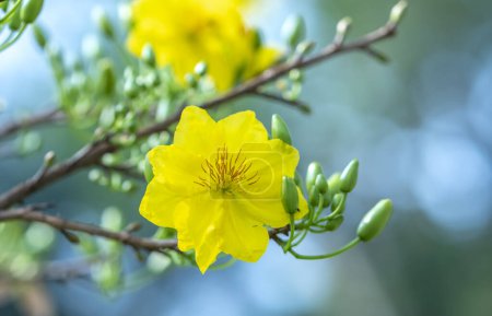 Téléchargez les photos : Fleurs d'abricot jaune fleurs fleurs branches pétales parfumés signalant le printemps est venu, c'est la fleur symbolique pour la bonne chance en 2023 - en image libre de droit