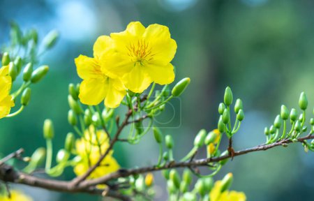 Téléchargez les photos : Fleurs d'abricot jaune fleurs fleurs branches pétales parfumés signalant le printemps est venu, c'est la fleur symbolique pour la bonne chance en 2023 - en image libre de droit