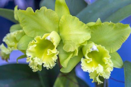 Photo for Cattleya Labiata flowers bloom in the spring sunshine, a rare forest orchid decorated in tropical gardens 2023 - Royalty Free Image