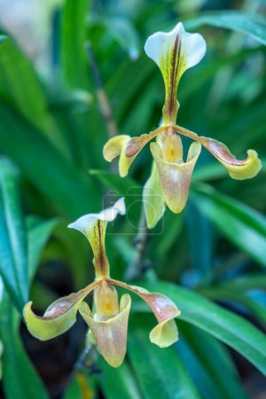 Foto de Flores de orquídeas paphiopedilum florecen en primavera año nuevo lunar 2023 adornan la belleza de la naturaleza, una rara orquídea silvestre decorada en jardines tropicales - Imagen libre de derechos