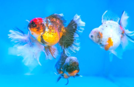 Photo for Pet ornamental goldfish or Carassius auratus, Family Cyprinida. Ranchu or lionhead goldfish is very popular to show in fish tank - Royalty Free Image