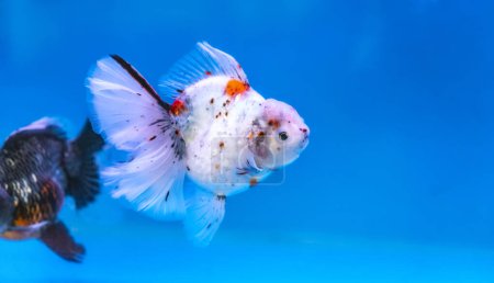 Photo for Pet ornamental goldfish or Carassius auratus, Family Cyprinida. Ranchu or lionhead goldfish is very popular to show in fish tank - Royalty Free Image