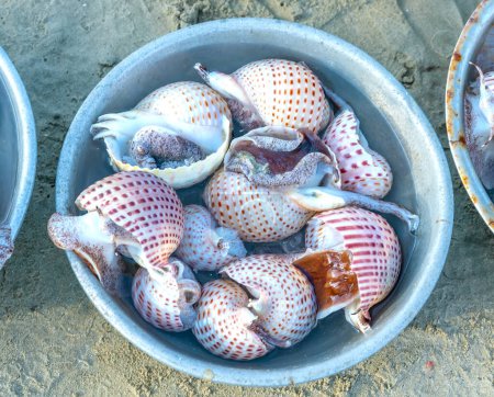 Photo for Fresh raw Tonna perdix or paper snail in a water bowl are sold at the seafood market in central Vietnam - Royalty Free Image