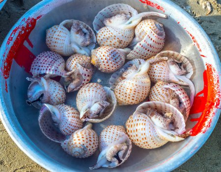 Photo for Fresh raw Tonna perdix or paper snail in a water bowl are sold at the seafood market in central Vietnam - Royalty Free Image