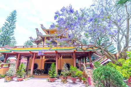 Téléchargez les photos : Da Lat, Vietnam - 11 avril 2023 : La saison de floraison de l'arbre Jacaranda dans le jardin de la maison à Dalat, Vietnam - en image libre de droit