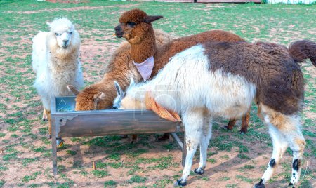 Foto de Alpaca en la granja. Las alpacas se han criado por su fibra, que es similar a la lana de oveja y se utiliza tanto para tejer como para tejer. - Imagen libre de derechos
