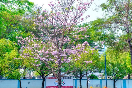 Photo for Ho Chi Minh city, Vietnam, March 17th, 2023: Tabebuia rosea tree bloom is grown along the avenue decorate the urban landscape more closely with nature in Ho Chi Minh City, Vietnam - Royalty Free Image