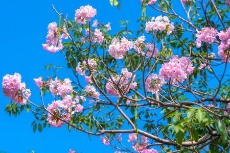 Photo for Tabebuia rosea or pink trumpet blooming. This is a blooming flower in March to May every year, like beautiful small pink trumpets adorned with natural colors. - Royalty Free Image