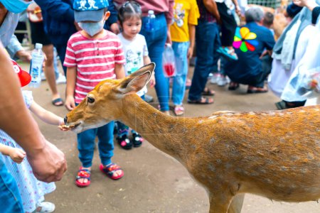 Téléchargez les photos : Ho Chi Minh Ville, Vietnam - 14 août 2022 : Les touristes visitant le jardin botanique nourrissent les cerfs pour se rapprocher d'eux. L'interaction entre les humains et les animaux rend les gens plus gentils les uns envers les autres - en image libre de droit