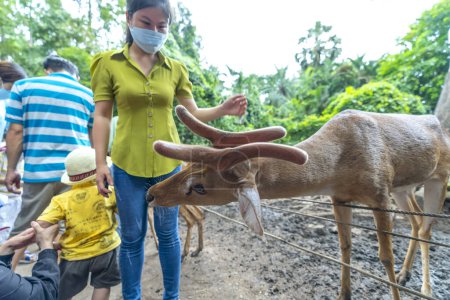 Téléchargez les photos : Ho Chi Minh Ville, Vietnam - 14 août 2022 : Les touristes visitant le jardin botanique nourrissent les cerfs pour se rapprocher d'eux. L'interaction entre les humains et les animaux rend les gens plus gentils les uns envers les autres - en image libre de droit