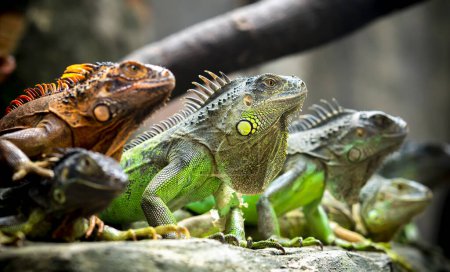 Lizard families together is looking to the future so cute when watching them in zoo