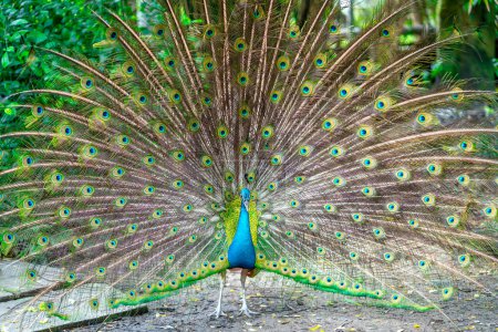 Téléchargez les photos : Portrait d'un élégant oiseau de paon indien affichant sa belle queue de plume dans un parc public - en image libre de droit