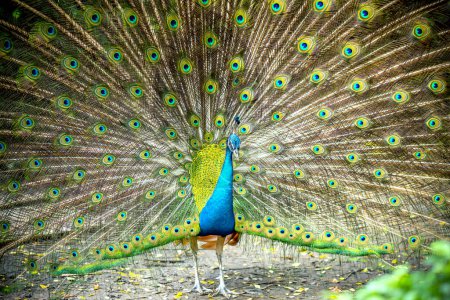 Téléchargez les photos : Portrait d'un élégant oiseau de paon indien affichant sa belle queue de plume dans un parc public - en image libre de droit