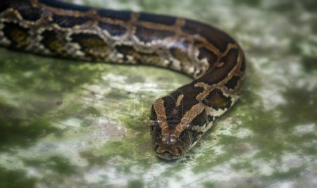 Foto de La pitón birmana se acurrucó para dormir en el zoológico. Se trata de una gran serpiente con una longitud media de 6 metros que vive en la selva, alimentándose de reptiles y mamíferos. - Imagen libre de derechos