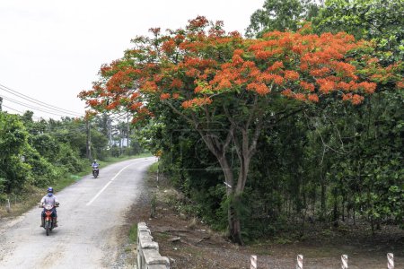 Téléchargez les photos : Tien Giang, Vietnam - 6 juillet 2019 : Les arbres royaux de Poinciana fleurissent le long de la route avec la moto revenant dans la matinée ensoleillée dans une belle scène paisible à la campagne Tien Giang, Vietnam - en image libre de droit