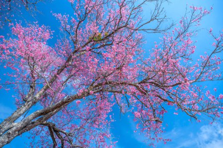 Cherry apricot branch blooms brilliantly on a spring morning with a blue sky background
