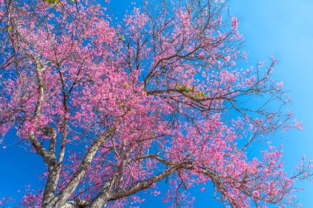 Kirschapricot Zweig blüht brillant an einem Frühlingsmorgen mit blauem Himmel Hintergrund